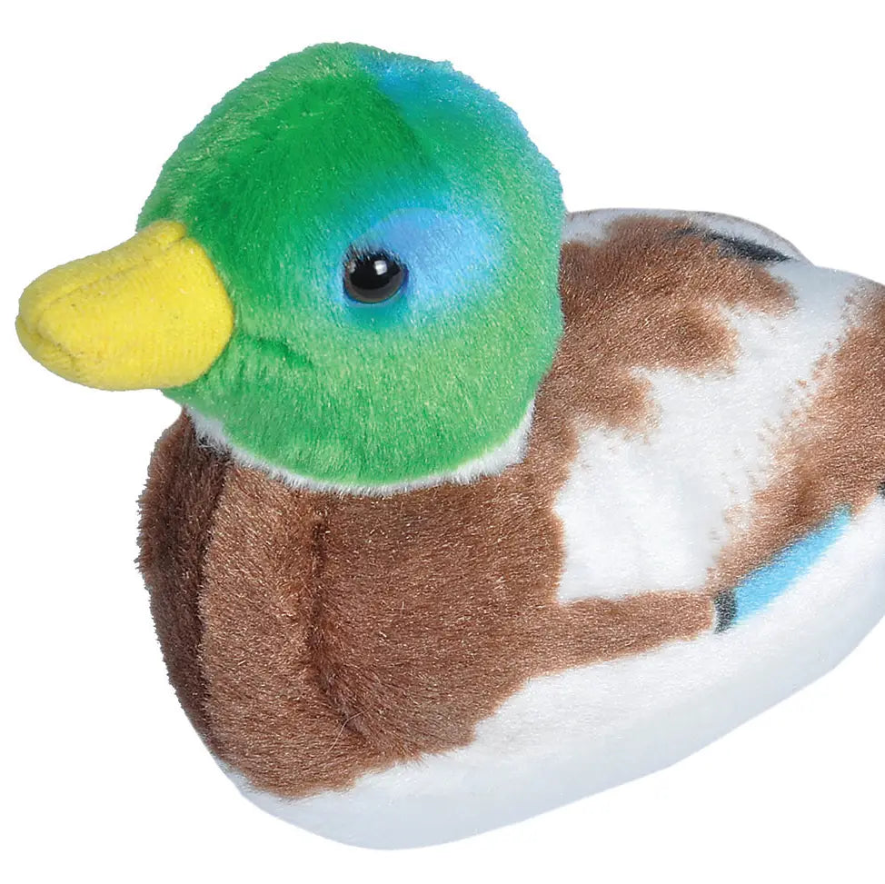 Mallard Duck w/SD